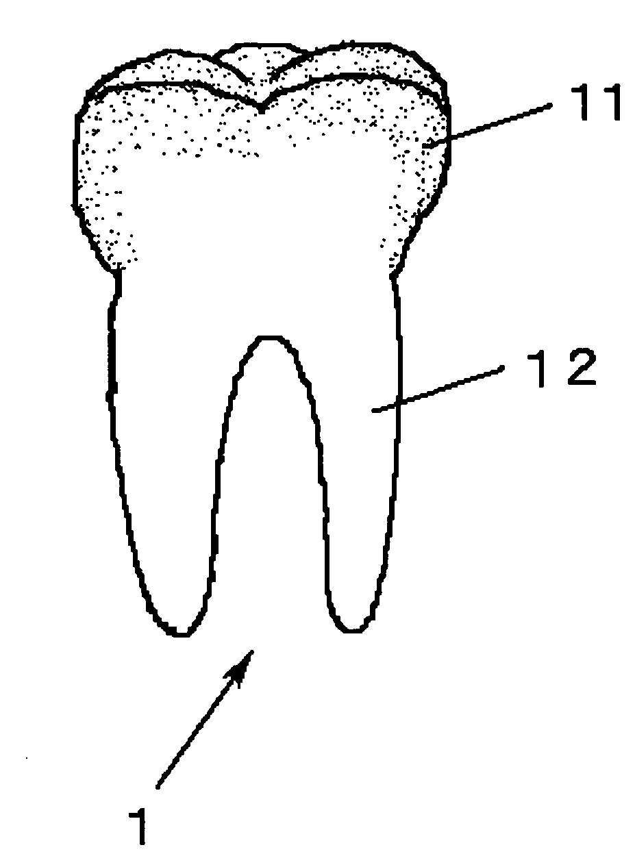 Tooth for tooth model, comprising enamel portion impregnated with resin or low melting point glass, and method for producing the same
