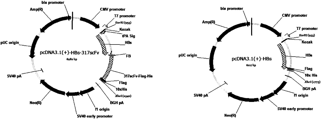 HBs-[alpha]317ScFv recombinant protein, and coding sequence, expression carrier, and applications thereof