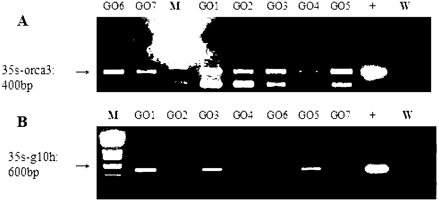 Method for increasing content of vinca alkaloids in vinca by corotation of orca3/g10h genes