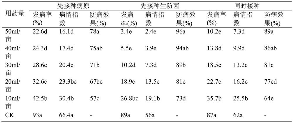 Application of bacillus siamensis B11 in prevention and/or treatment of Fargesia fungosa with sphaeropsis blight