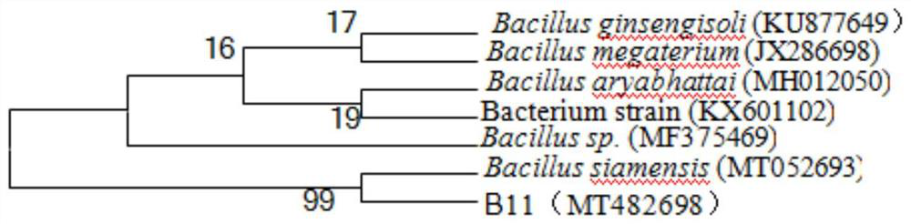 Application of bacillus siamensis B11 in prevention and/or treatment of Fargesia fungosa with sphaeropsis blight