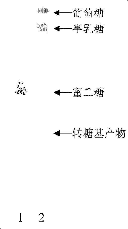 Transglycosyl alpha-galactoglucosidezyme gene