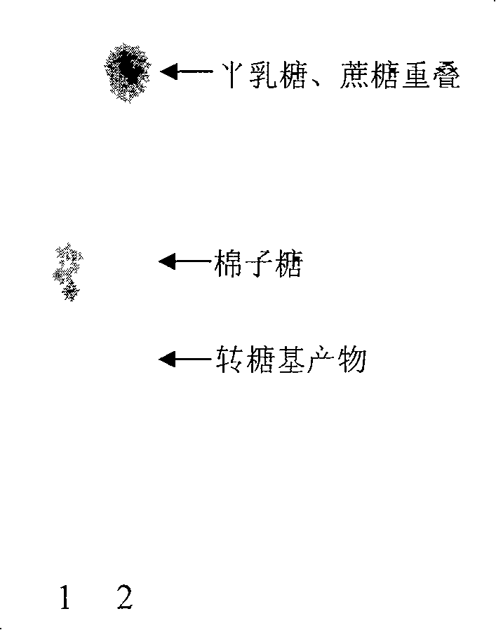 Transglycosyl alpha-galactoglucosidezyme gene