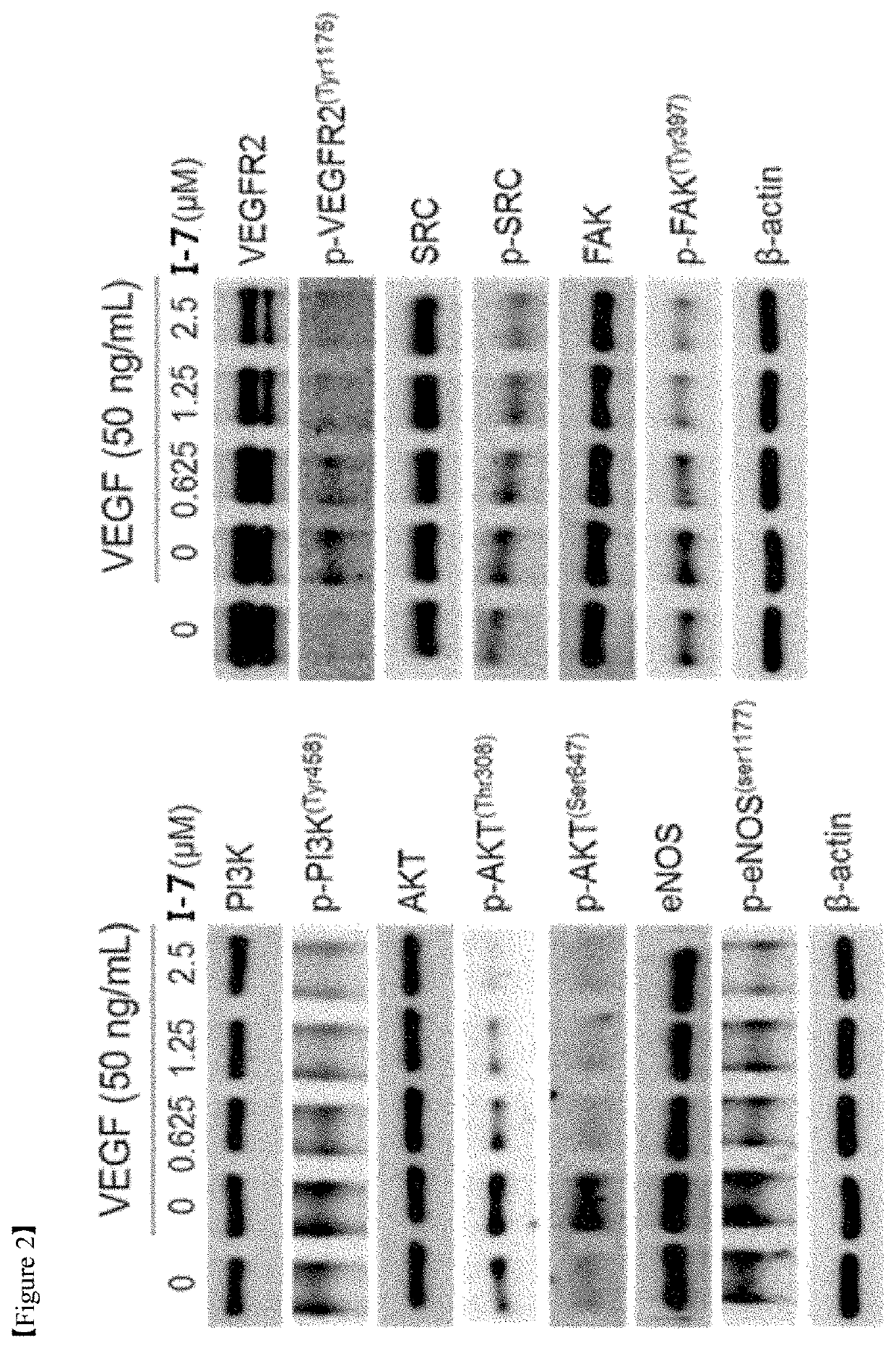 Alkaloid derivative having angiogenesis inhibitory effect, and pharmaceutical composition containing same