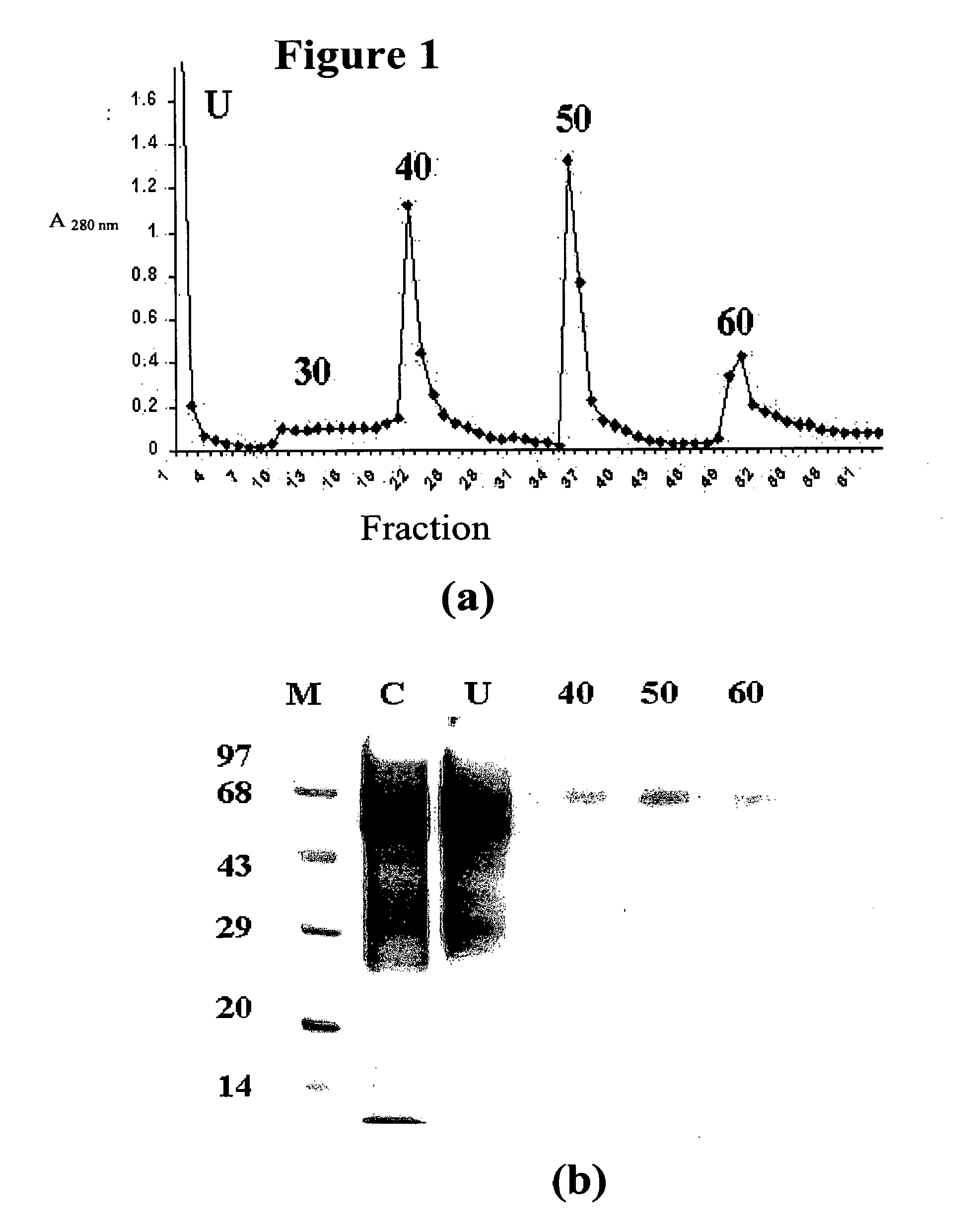 Novel protein capable of inhibiting anthrax toxin activity