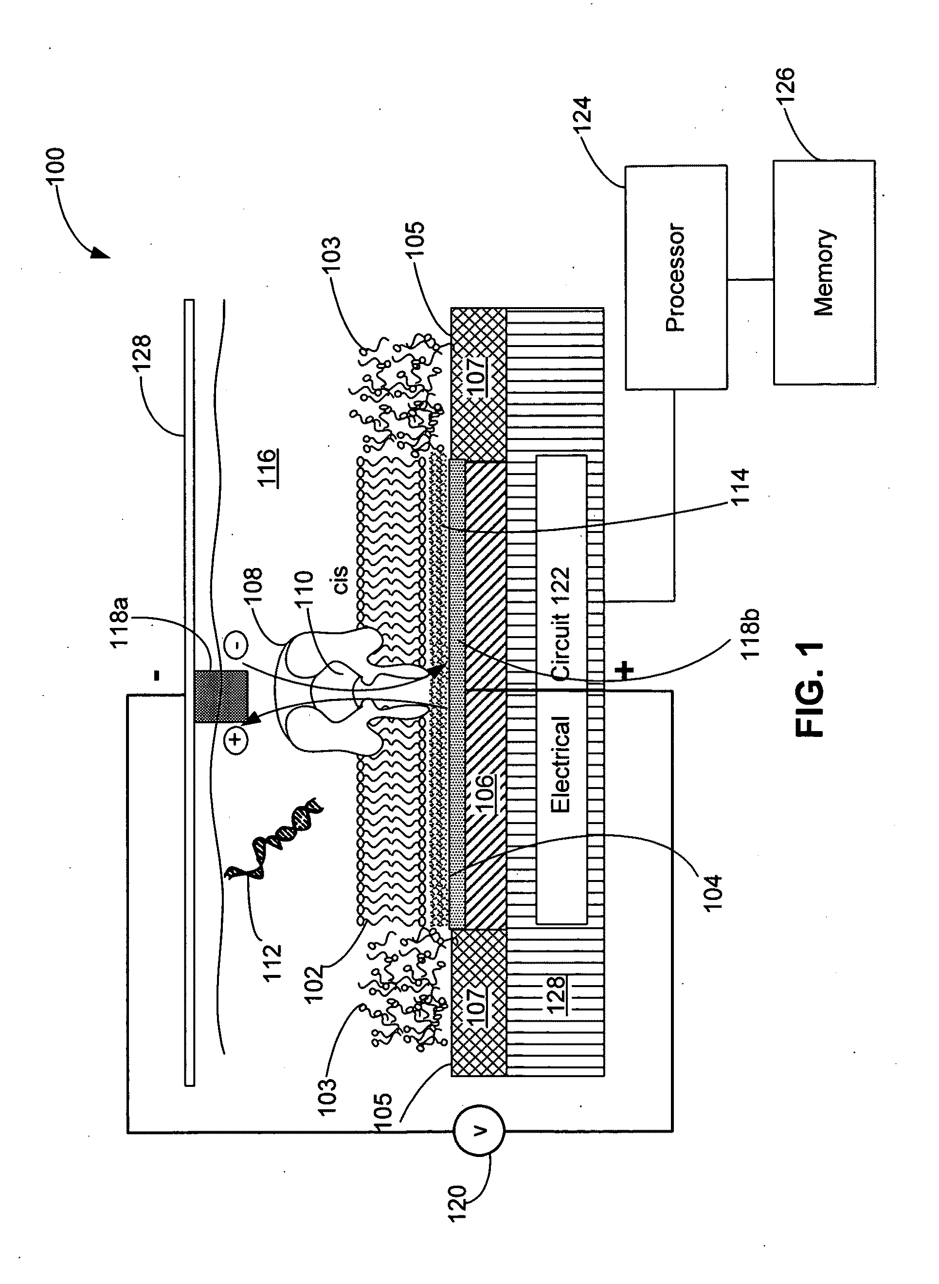 Systems and methods for forming a nanopore in a lipid bilayer