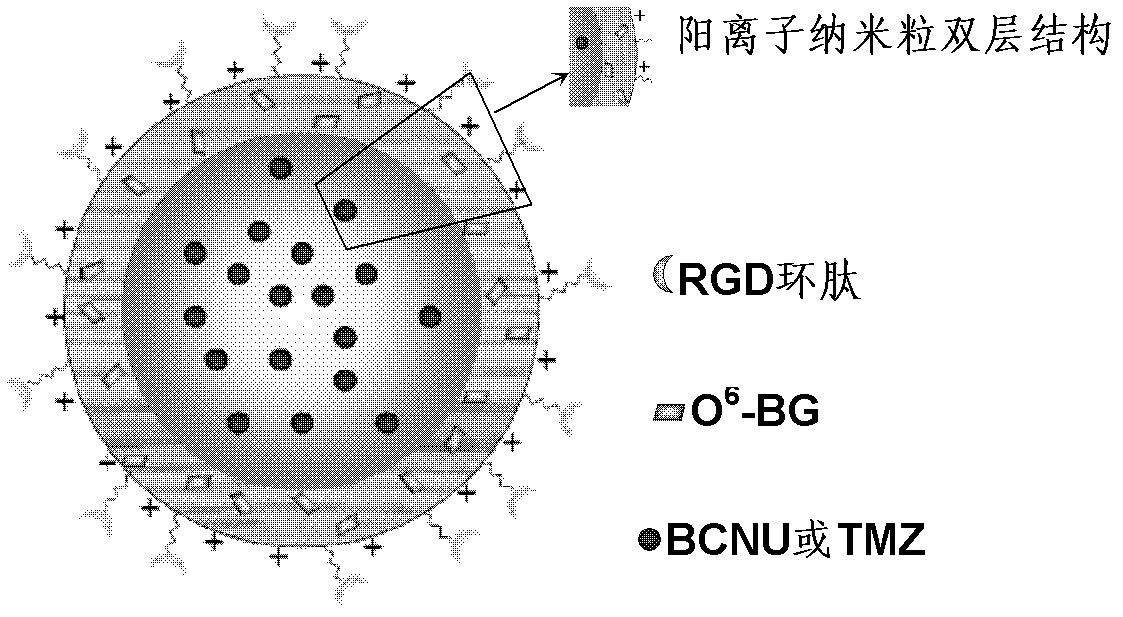 RGD (Arginine-Glycine-Aspartic Acid) peptide modified double-layer medicine carrying nanometer particle and preparation method thereof