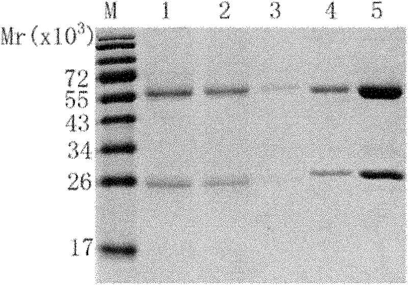 Anti-epidemic growth factor receptor (EGFR) humanized antibody L1-H3 and coded gene and application thereof