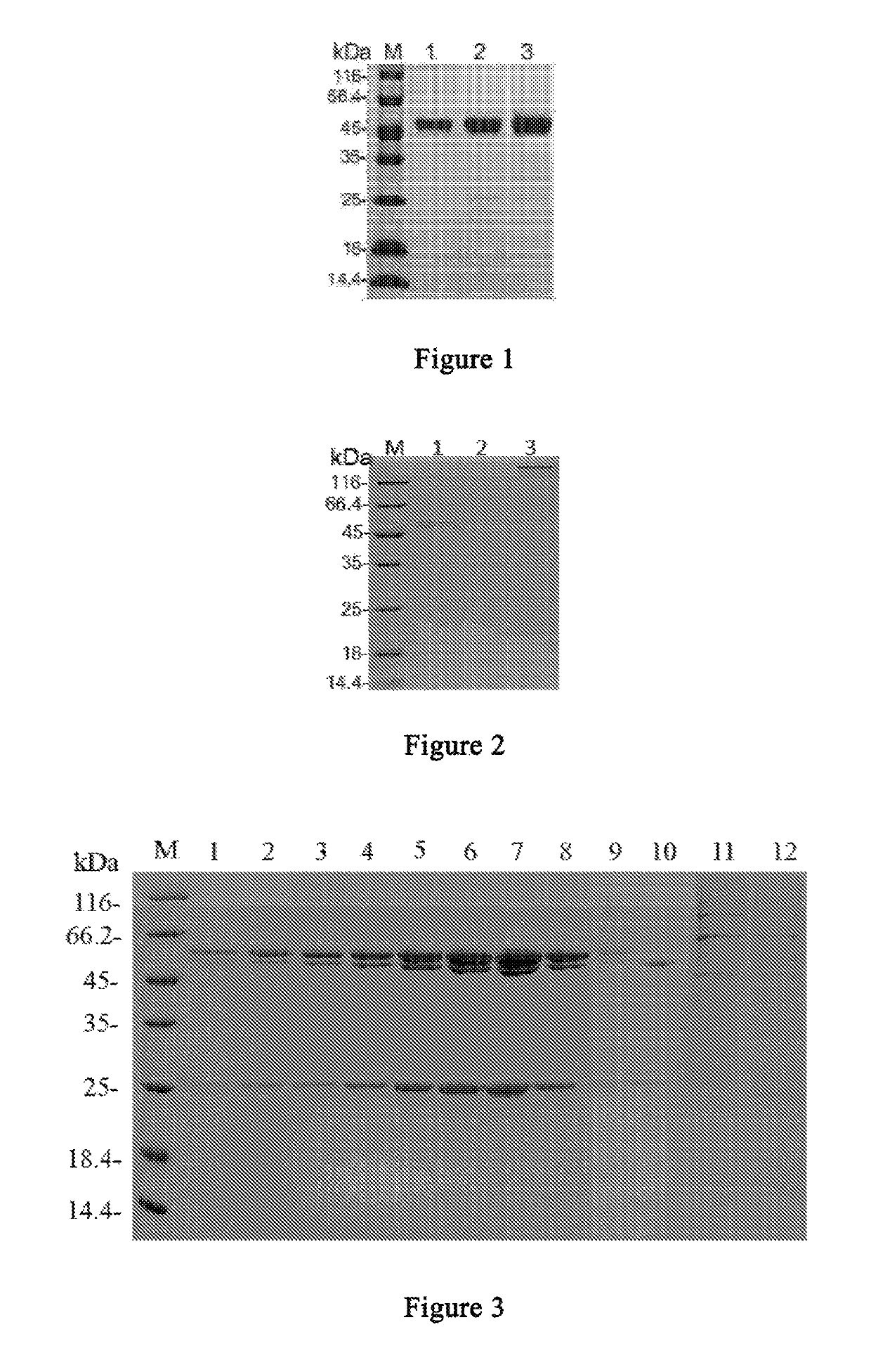 Anti-CTLA4 monoclonal antibody or its antigen binding fragments, pharmaceutical compositions and uses