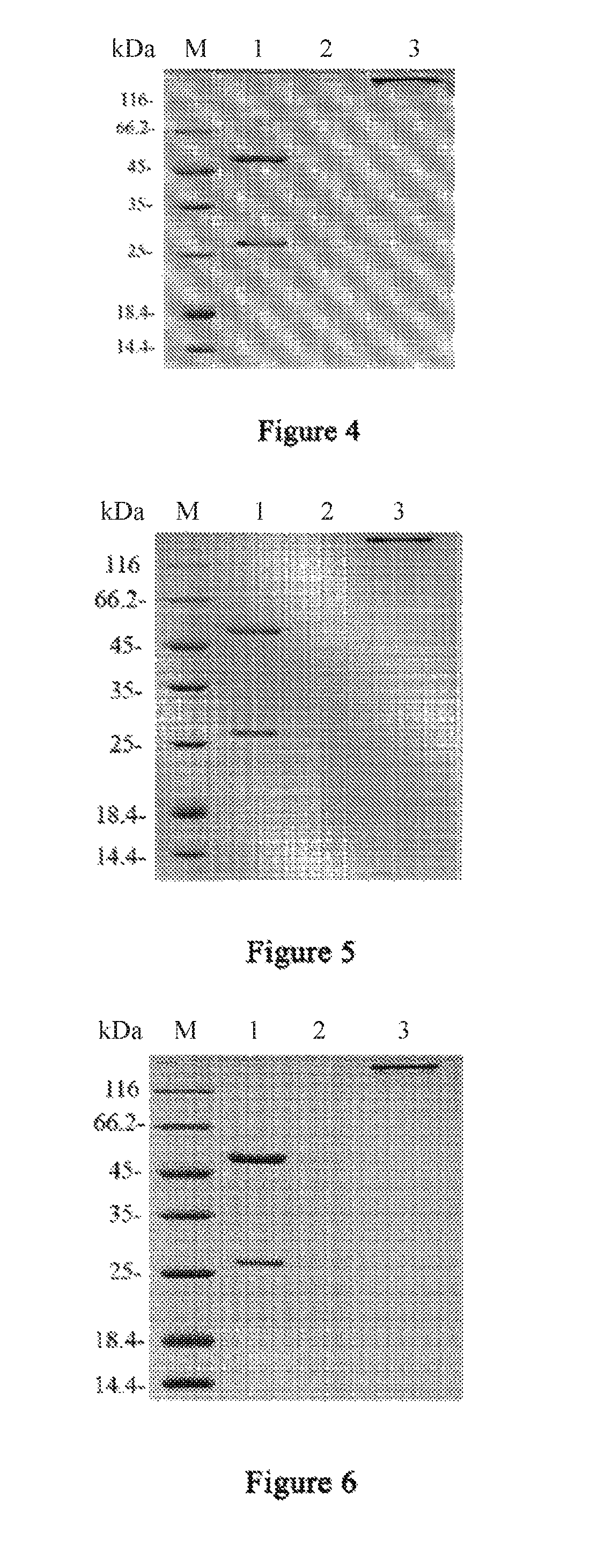 Anti-CTLA4 monoclonal antibody or its antigen binding fragments, pharmaceutical compositions and uses