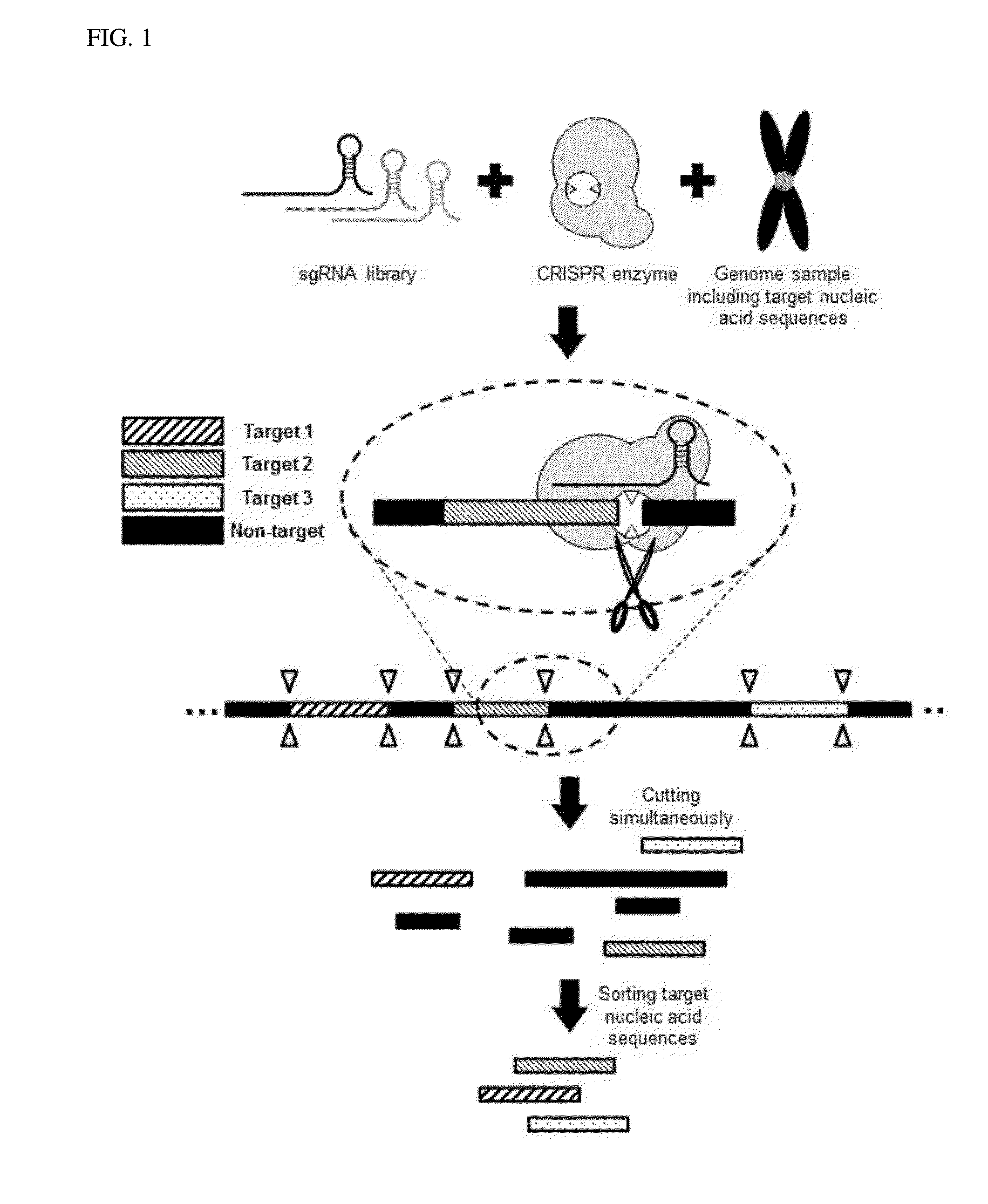 Method for target DNA enrichment using crispr system