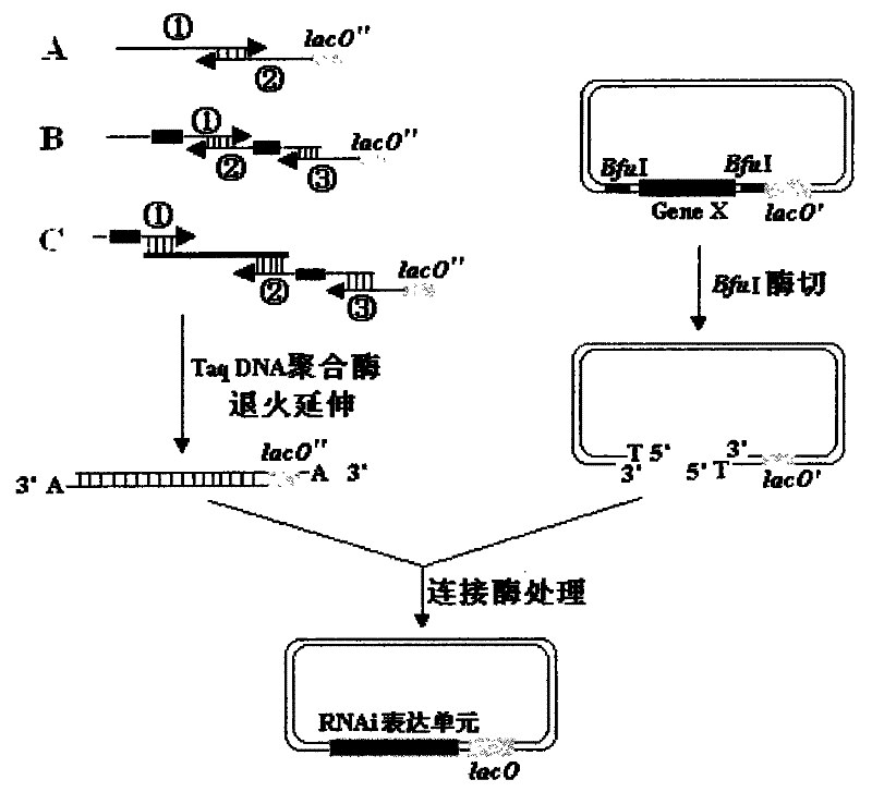 Construction and screen method of novel RNA interference vector