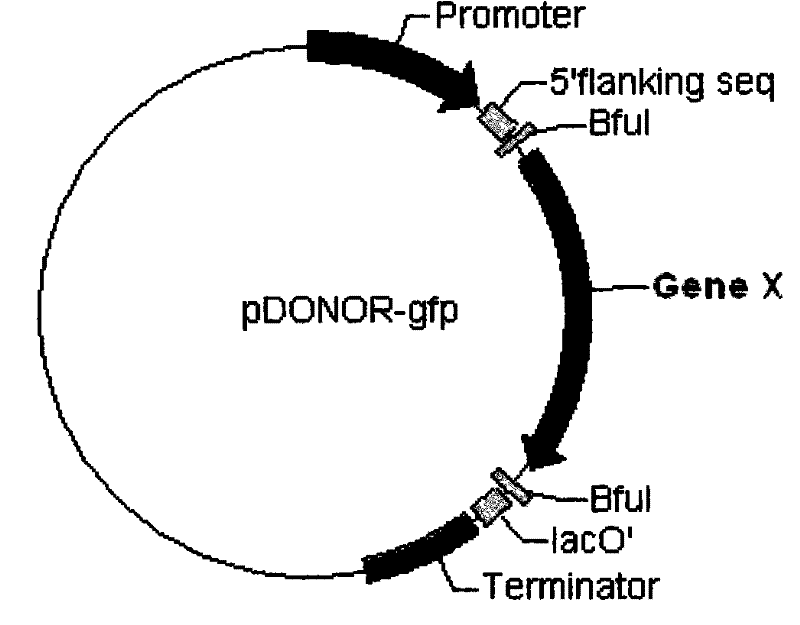 Construction and screen method of novel RNA interference vector