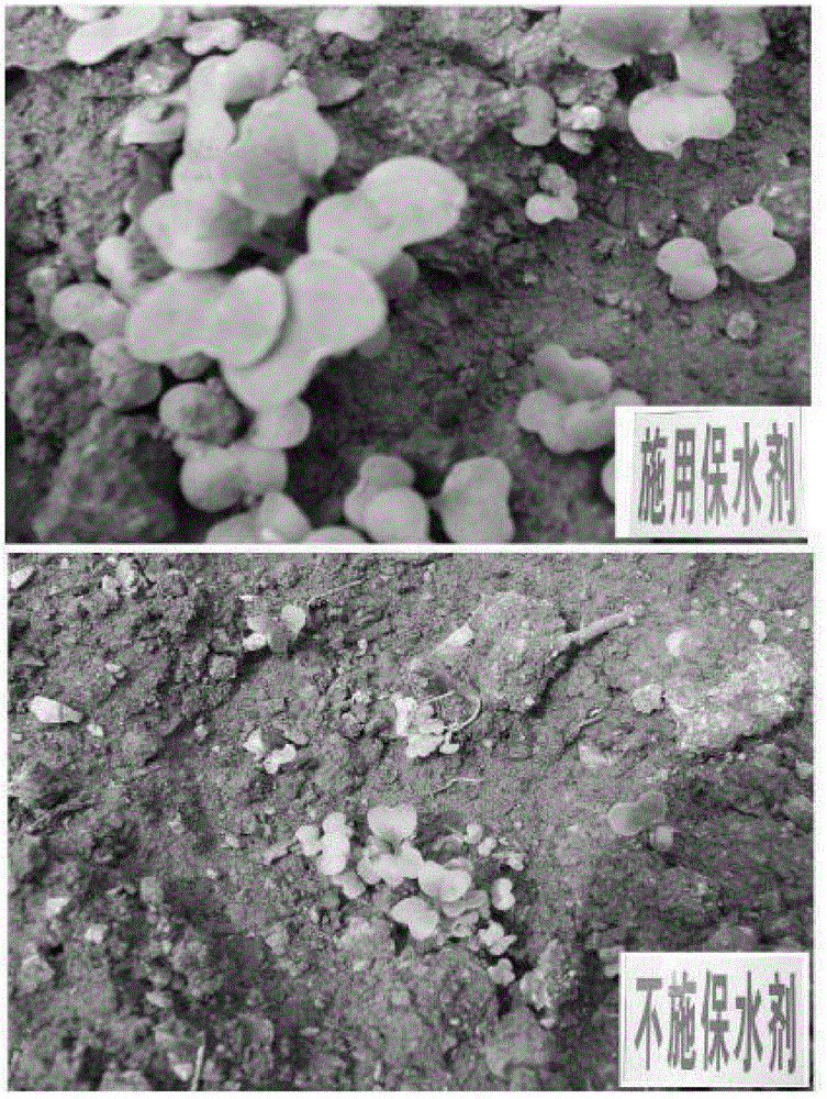 Method for preparing water-retaining biological organic fertilizer by using high-water-content poultry and livestock manure