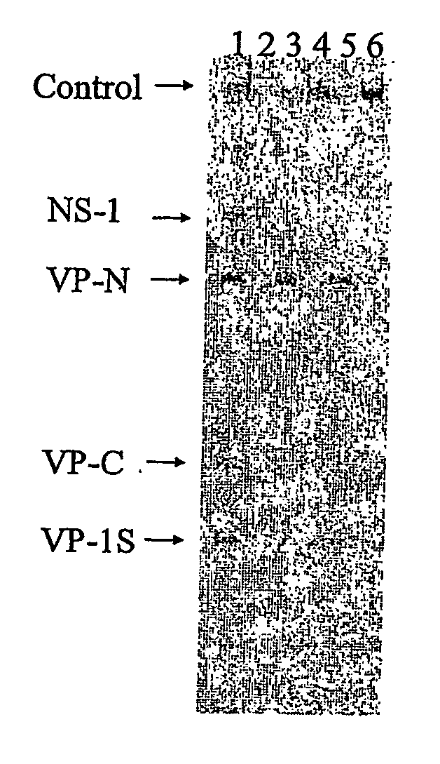 Methods for detecting parvovirous infections