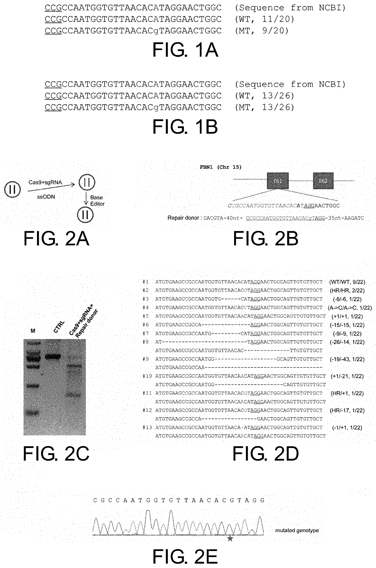 Kit for reparing fbn1t7498c mutation, combination for making and repairing mutation, and method of repairing thereof