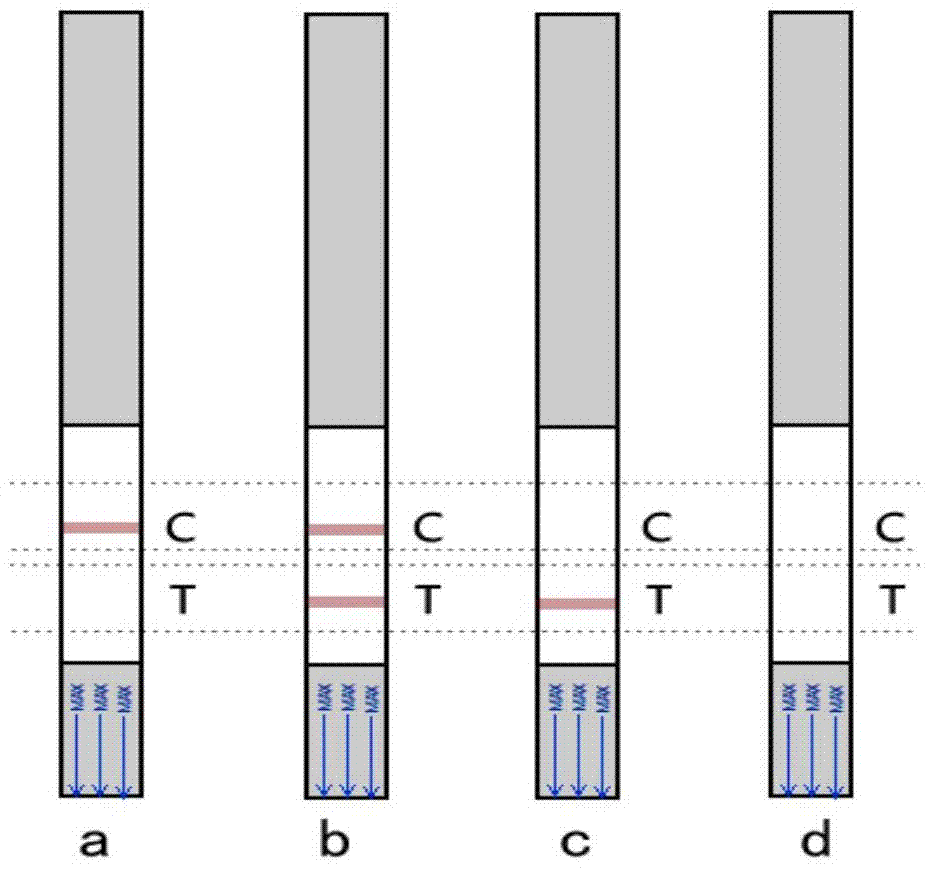 A kit and method for detecting Tilletia dwarf