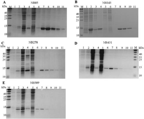 Binding protein of tumor stem cell marker molecule EpCAM and application of binding protein