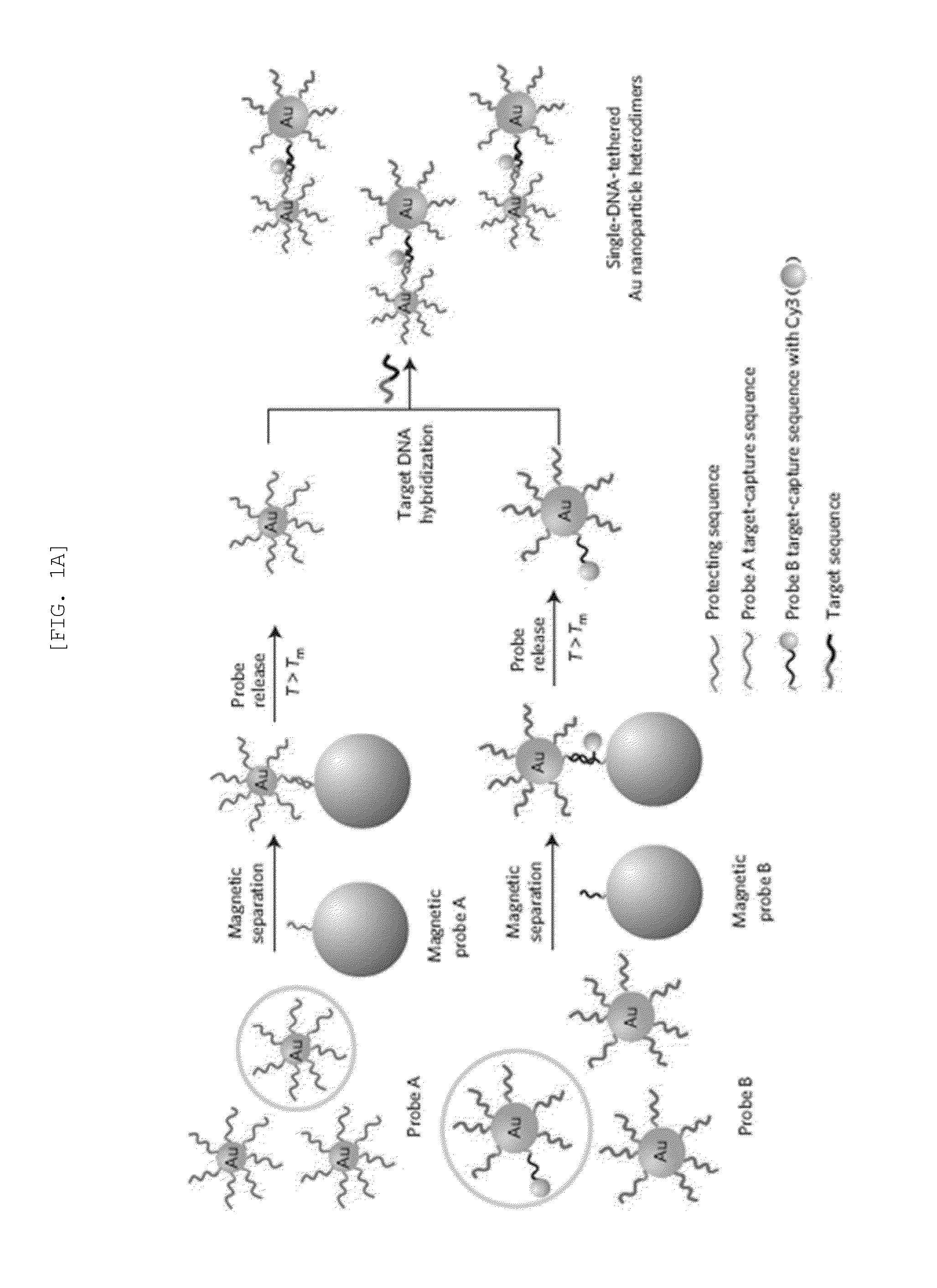 Heterodimeric core-shell nanoparticle in which raman-active molecules are located at a binding portion of a nanoparticle heterodimer, use thereof, and method for preparing same