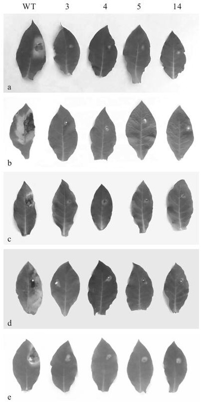 A Minjiang lily wrky transcription factor gene lrwrky11 and its application