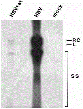 Replicative HBV (Hepatitis B Virus) vector carrying foreign gene and recombinant HBV generated after transfection and corresponding preparation method and application