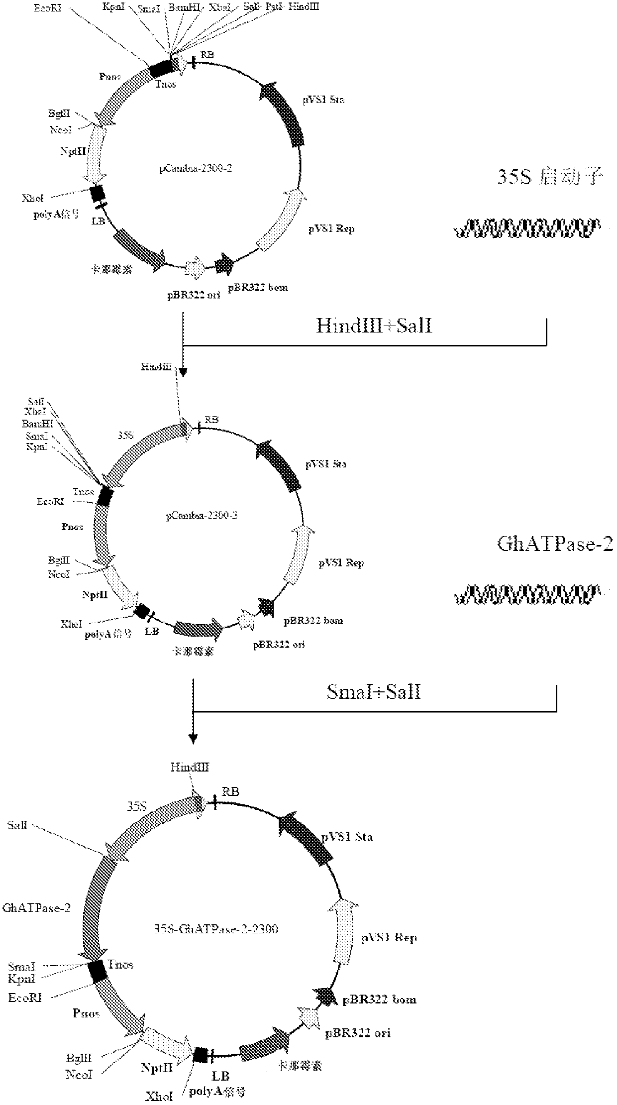 A kind of cotton ATP hydrolase atpase 2 and its coding gene and application