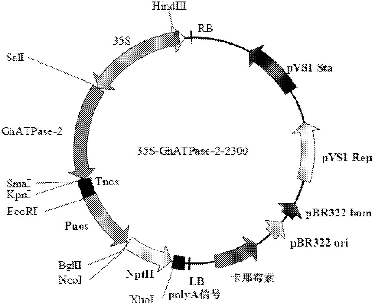 A kind of cotton ATP hydrolase atpase 2 and its coding gene and application