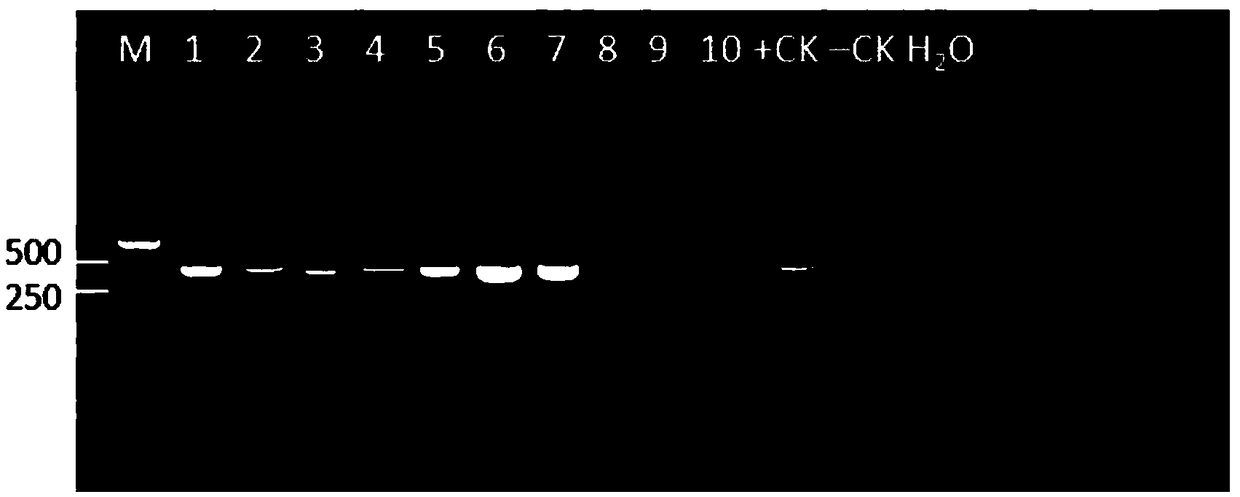 PCR (polymerase chain reaction) Primer pair and method to detect Schlumbergera virus X and application of PCR primer pair
