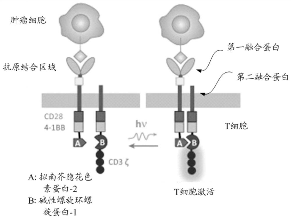 Chimeric Antigen Receptor and Its Expression Gene, Light Controlled Modulation of Chimeric Antigen Receptor Modified T Cell and Its Application