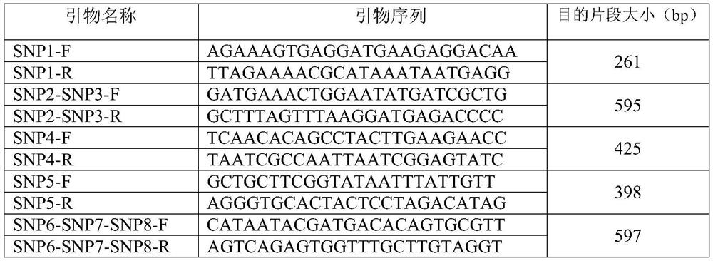 Reagent for detecting SNP locus genotype related to grouper nervous necrosis virus resistance