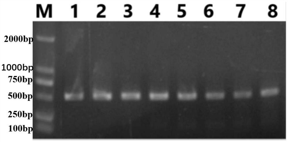 Reagent for detecting SNP locus genotype related to grouper nervous necrosis virus resistance