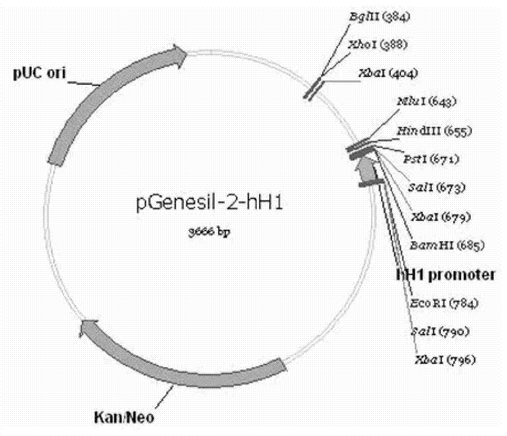 RNA interference expression plasmid- cationic liposome-heparin antineoplastic complexes targeting human FAK and PLK1 gene