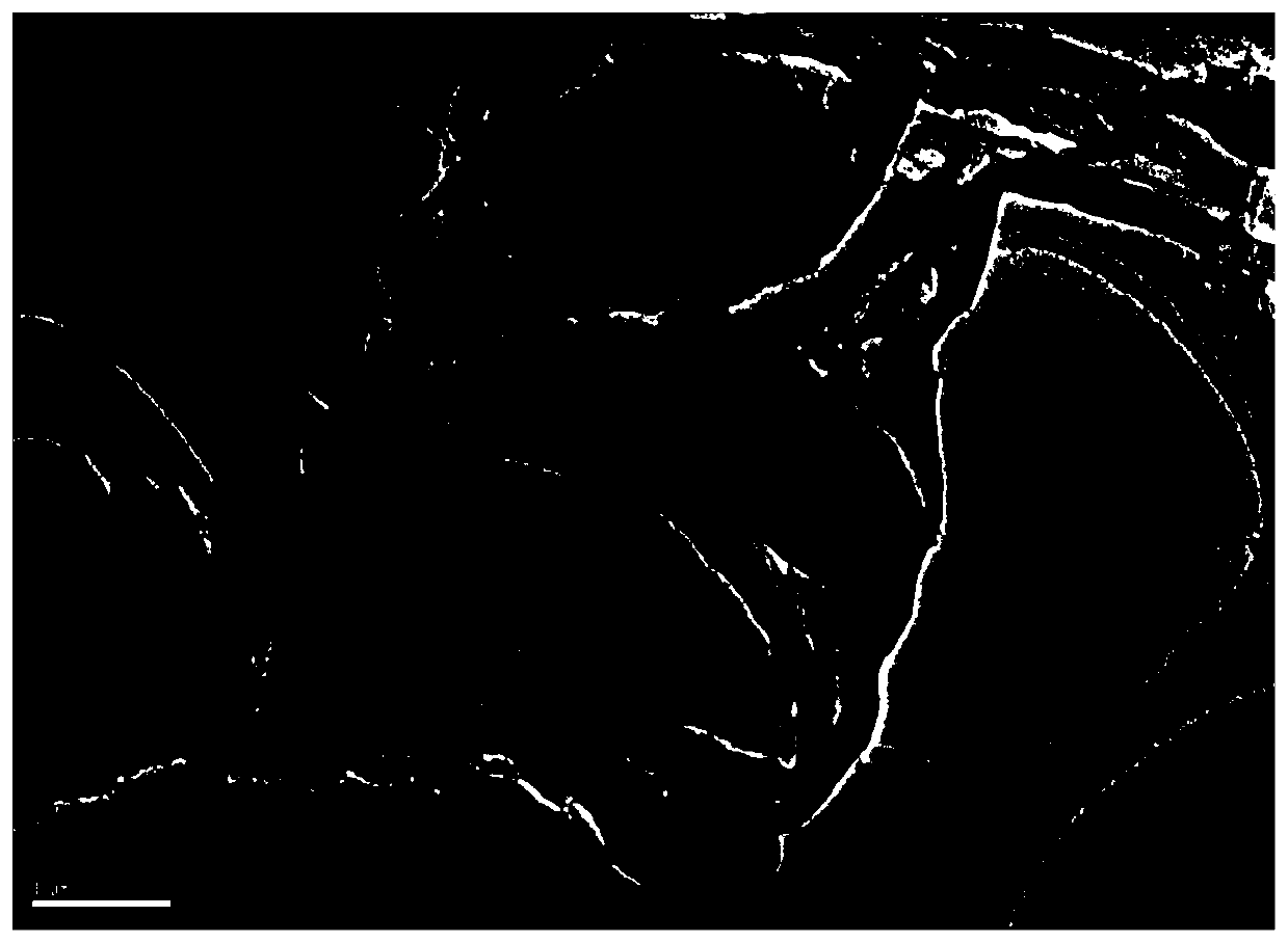 Method for adsorbing and slowly releasing phenylethanol by Fe-based silkworm excrement biochar