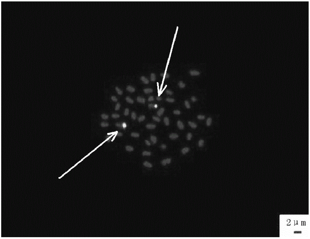 A kind of in situ hybridization method of Lagerstroemia genus chromosome