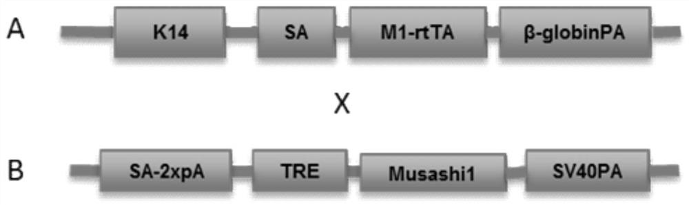 Construction method of mouse model of extramammary Paget disease