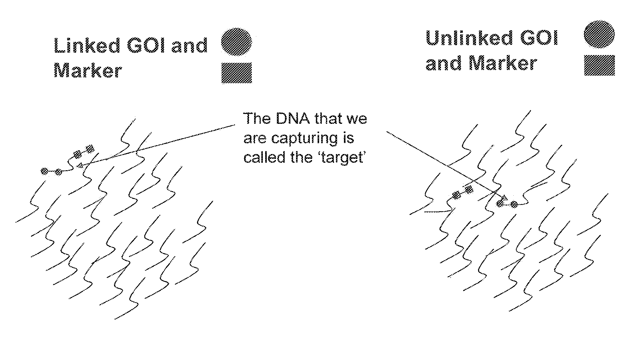 Methods for Identifying Genetic Linkage