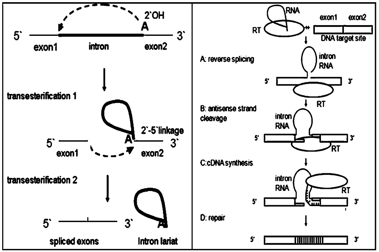 A gene element suitable for genetic modification of thermophilic microorganisms, its carrier and application