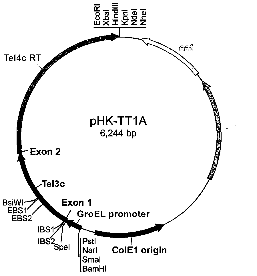 A gene element suitable for genetic modification of thermophilic microorganisms, its carrier and application