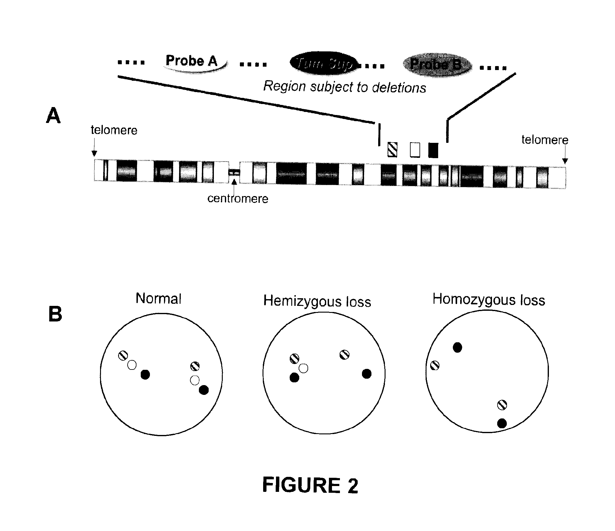 Methods, probe sets, and kits for detection of deletion of tumor suppressor genes by fluorescence in situ hybridization