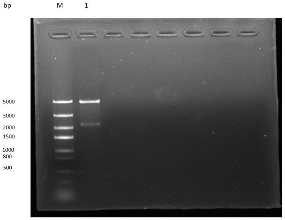 Preparation method of recombinant baculovirus for expressing human transferrin receptor