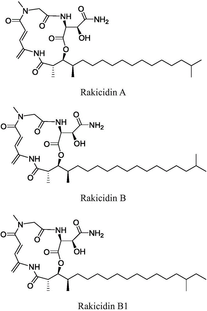 Method for producing Rakicidins compounds by virtue of marine micromonospora fermentation