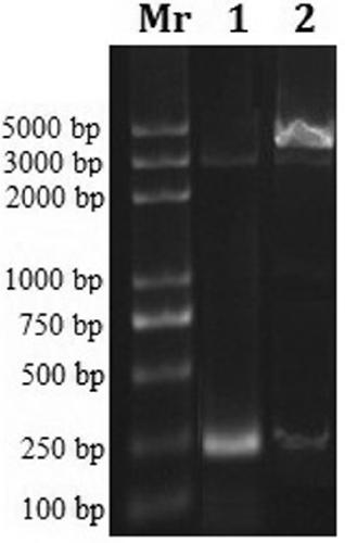 Soluble recombinant tartary buckwheat metallothionein FtMT with cell-penetrating activity and preparation method thereof