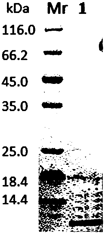 Soluble recombinant tartary buckwheat metallothionein FtMT with cell-penetrating activity and preparation method thereof