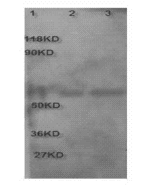 Preparation and application of flag peptide tagged recombinant protein immunoaffinity purification and enrichment column