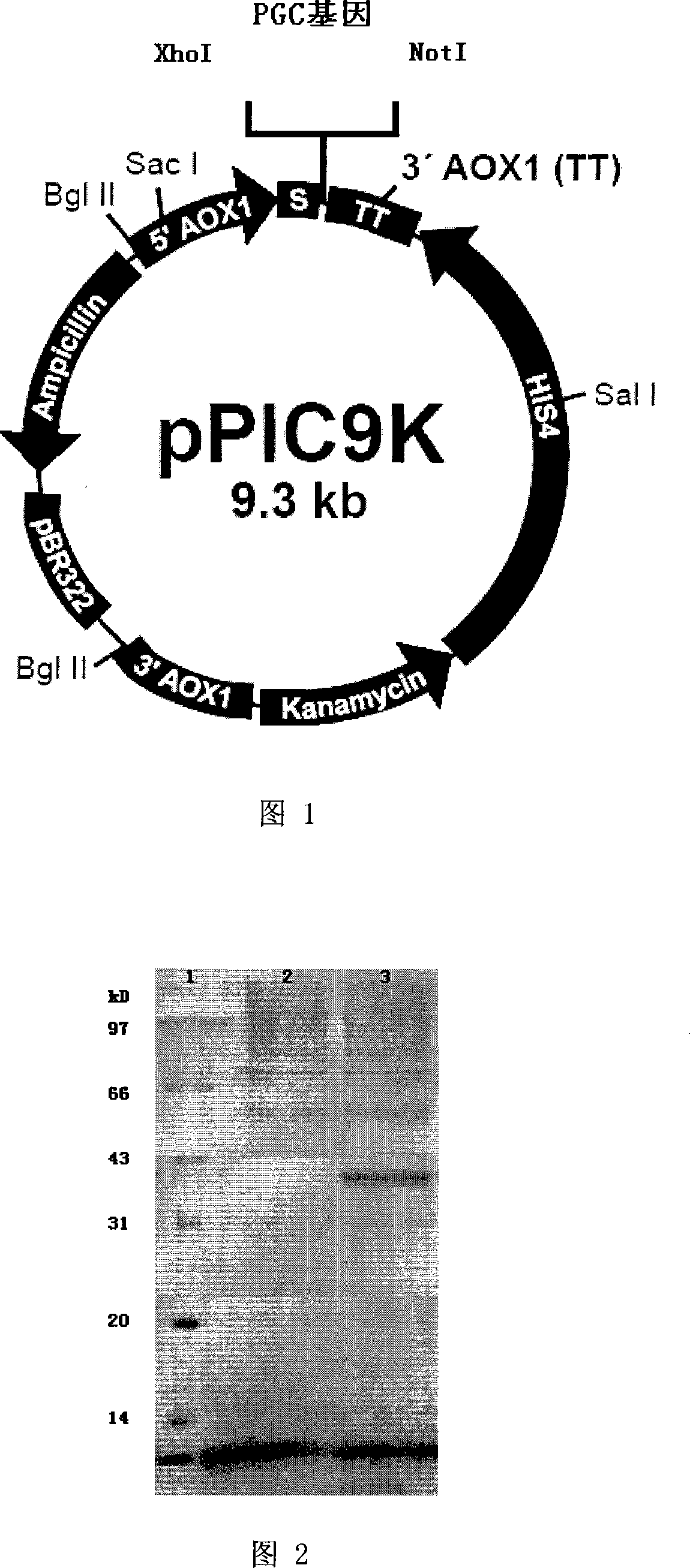 Yeast engineering bacterium for producing human pepsinogen and its preparation method and application