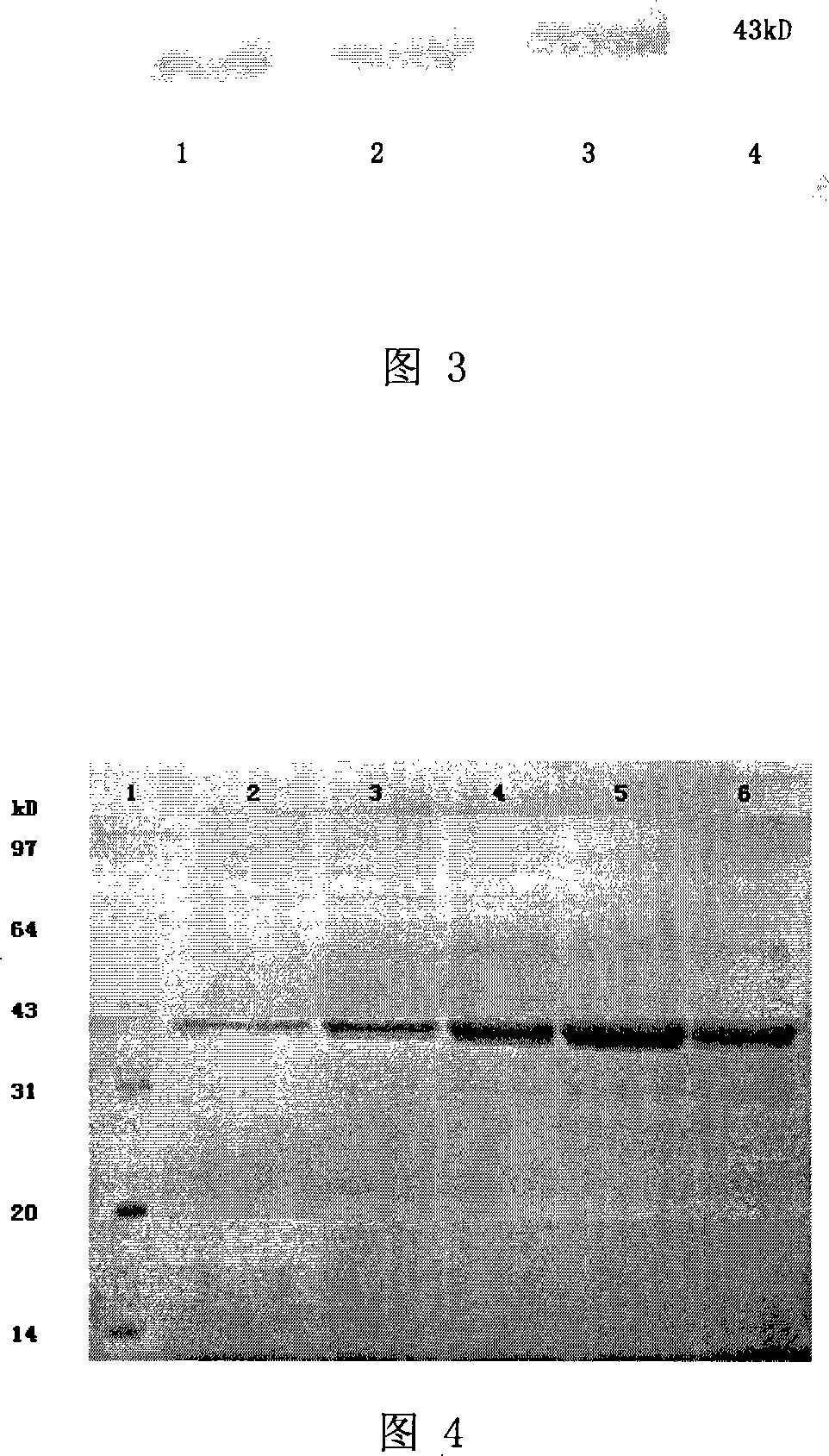 Yeast engineering bacterium for producing human pepsinogen and its preparation method and application