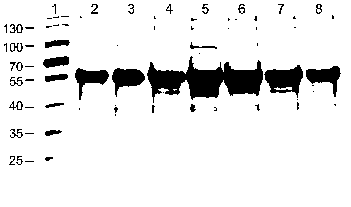 Mutant of human papilloma virus 68 type L1 protein