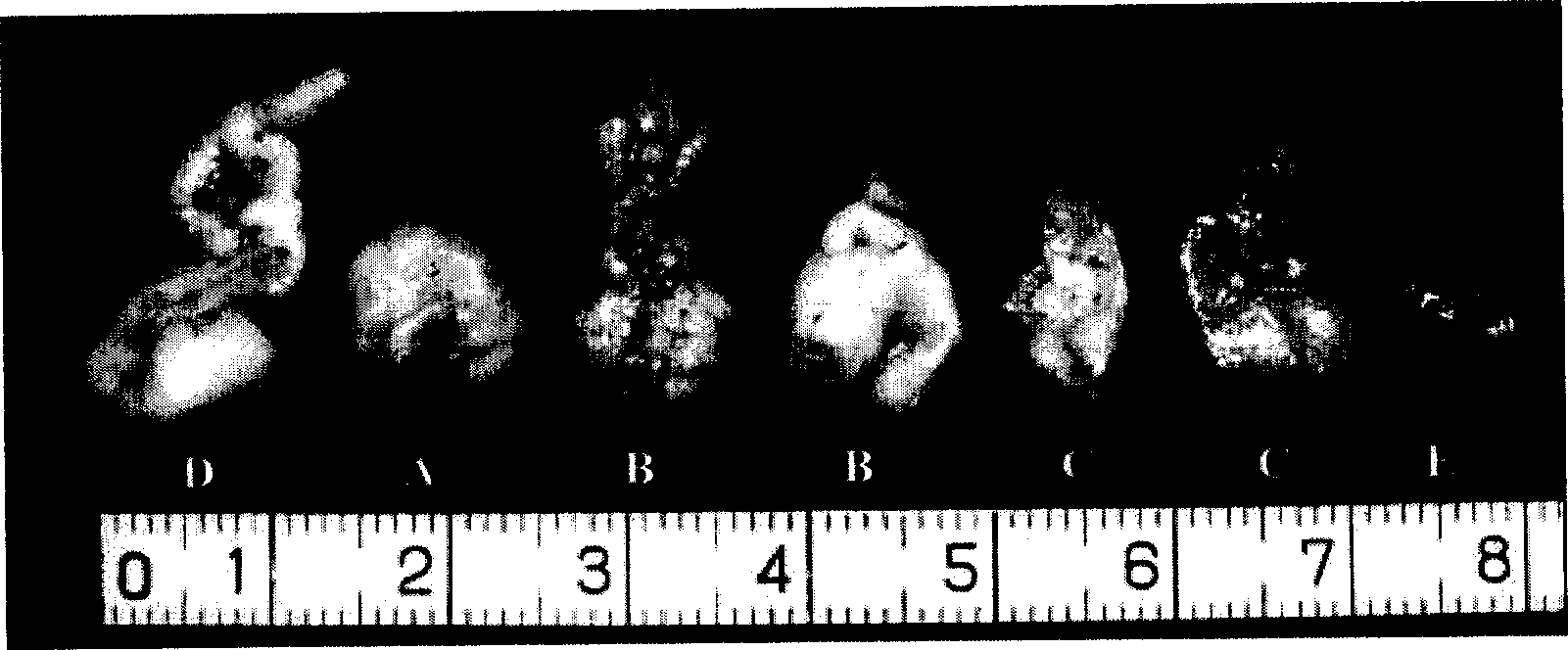 Method for inducing bone marrow substrate stem cell into cartilage