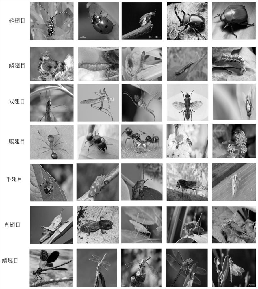 Small sample insect image recognition method based on visual Transform