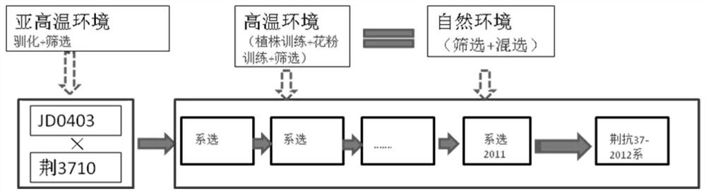 A kind of breeding method of high temperature resistant cotton